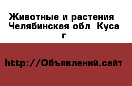  Животные и растения. Челябинская обл.,Куса г.